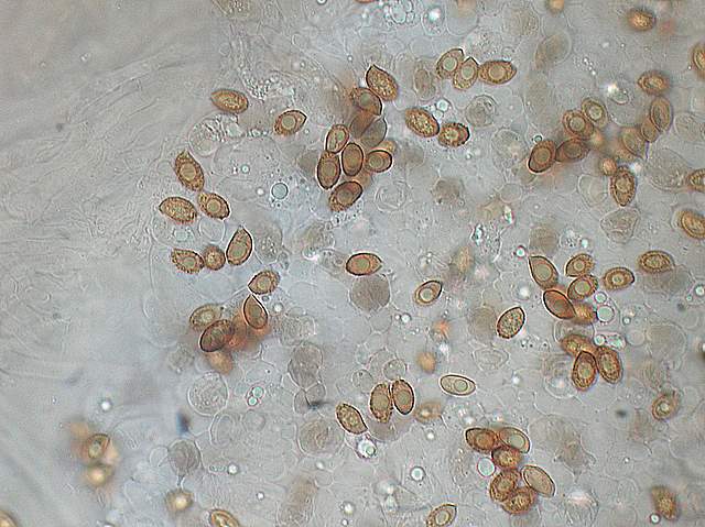 Cortinarius spec. Cod.:2899-07